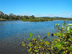 Mangawhai's mangroves 1-370